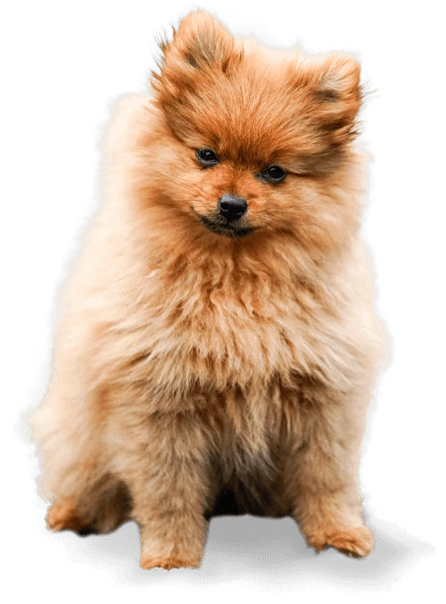 dog about.png